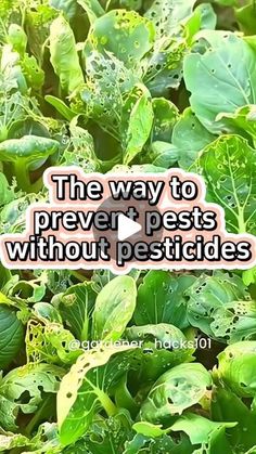 the way to prevent pests without pesticides is always in this plant's garden