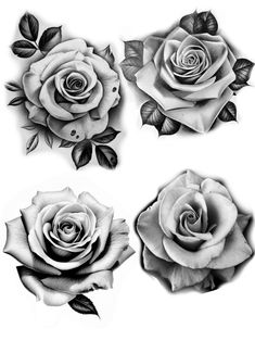 three roses with leaves on them are shown in black and white