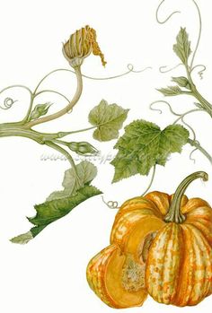 two pumpkins with green leaves and vines on the vine, one is painted in watercolor