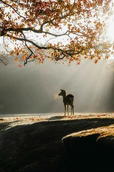 a horse standing on top of a grass covered field next to a tree with sun shining through the leaves