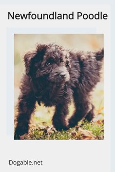 a small black dog standing on top of a grass covered field with the words new found poodle