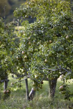 an apple tree filled with lots of green apples