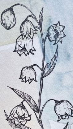 Harebell Flower Drawing, Pretty Simple Sketches, May Flower Drawing, Flower Drawing Lily Of The Valley, Lily Of The Valley Paper Flower, Lily Of The Valley Flower Drawing, Lilac Flowers Drawing, Lilly Of The Valley Drawing Art, Sketch Ideas Flowers