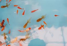 a group of fish swimming in a pond with blue sky and white clouds behind them