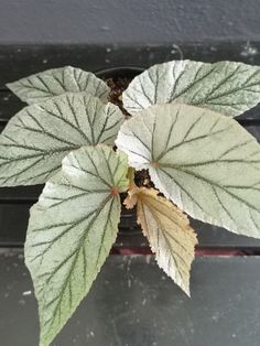 a close up of a plant with green leaves