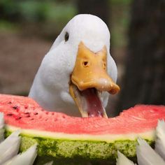 a duck sticking its tongue out to eat a piece of watermelon that has been cut in half