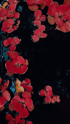 red flowers floating on top of water in a pond