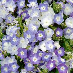 many purple and white flowers are growing together