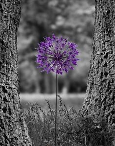 a black and white photo of two trees with a blue flower in the foreground