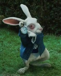 a white rabbit wearing a blue jean jacket and holding an alarm clock in its paws