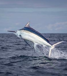 a sailfish jumping out of the water with it's tail in the air