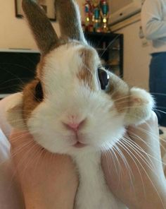 a person holding a small rabbit in their arms and looking at it's camera