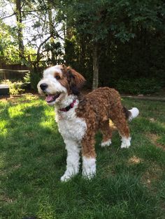 a brown and white dog standing in the grass