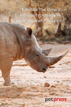 a rhino standing on top of a dirt field