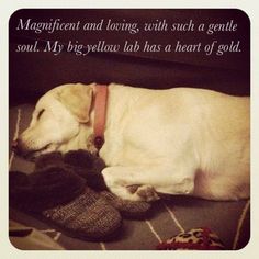 a white dog laying on top of a bed next to a pair of shoes and socks