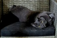 a gray cat laying on top of a black chair