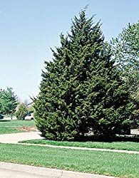 a large green tree sitting on the side of a road