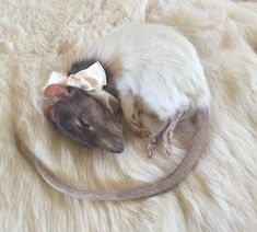 a rat with a bow on it's head is curled up in a ball