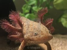 an animal that is sitting on the ground in front of some plants and dirts