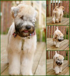 four pictures of a dog with different facial expressions