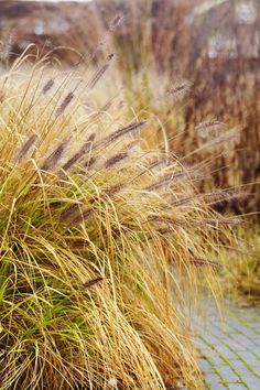 some very pretty grass by the water