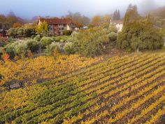 an aerial view of a vineyard with houses in the background and foggy skies overhead