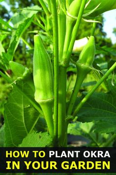 green beans growing on the plant with text overlay how to plant okra in your garden