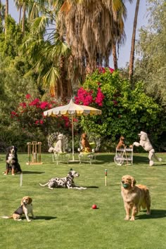 several dogs are playing in the grass with balls