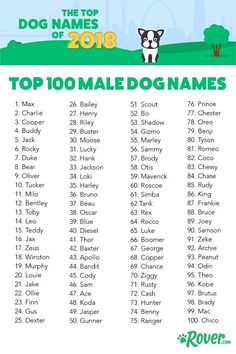 the top 100 female dog names for dogs in their respective cities and states, with an image of a dog on it