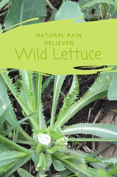 #firstaid #prepping #survival #homesteading Wild lettuce is one of the most important plants to understand if you’re in a survival situation.Whether you’re a survivalist or you just like to know some trivia about natural plants and herbs, here’s the lowdown on wild lettuce. This plant is easy to find and it’s amazin... Bitter Lettuce, Natural Pain Killers, Wild Lettuce, Wild Foraging, Natural Pain Relievers, Wild Herbs