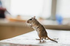 a small rodent sitting on top of a table