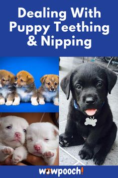 four puppies are shown with the words dealing with puppy teeth and nipping