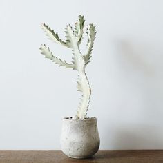 a small cactus in a cement pot on a table