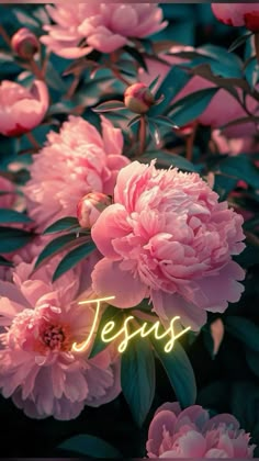 pink flowers with the word jesus written on them