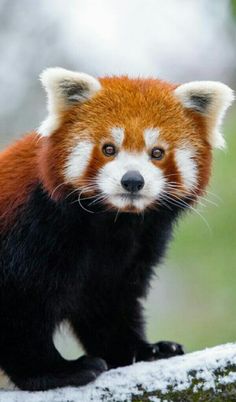 a red panda sitting on top of a tree branch looking at the camera with an alert look