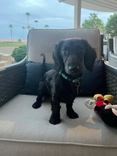 a black dog sitting on top of a couch next to a stuffed animal and toy