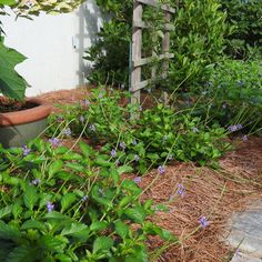 a garden with blue flowers and green plants next to a white wall in the background