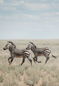 three zebras running in the wild together