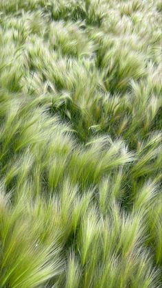 green grass blowing in the wind on a sunny day