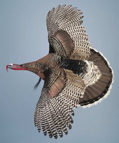 a turkey flying through the air with its wings spread