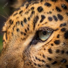 a close up shot of the eye of a leopard