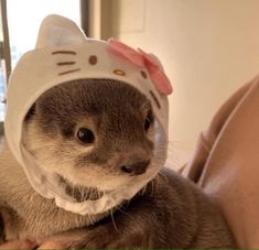 a cat wearing a hello kitty hat on top of it's head