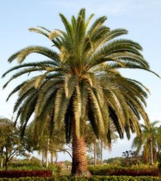 a large palm tree sitting in the middle of a park