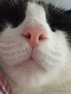 a black and white cat with its eyes closed