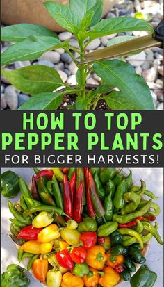 how to top pepper plants for bigger harvesters and grow them in pots or containers