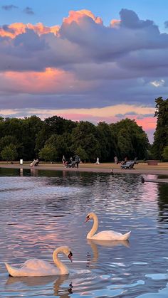 two swans swimming in the water at sunset