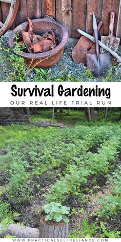 an old rusted bucket and garden tools in the grass with text overlay that reads survival gardening our real life trail run