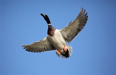 a duck flying through the air with its wings spread