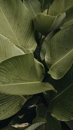 large green leaves with water droplets on them