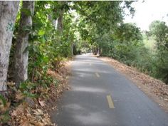 an empty road surrounded by trees and leaves